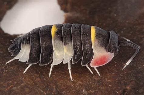 Just Discovered This Subreddit Ive Been Breeding Shiny Isopods For