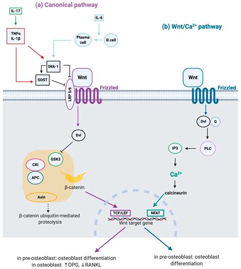 Canonical Wnt Signaling Pathway
