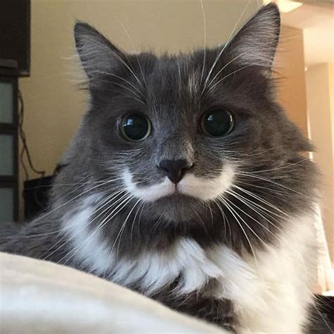 17 Cats That Have Incredible And Rare Fur Markings