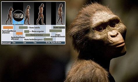 Ancient Human Ancestor Lucy May Have Needed A Midwife Daily Mail Online