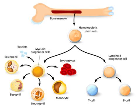 Bone Marrow Types Structure And Functions