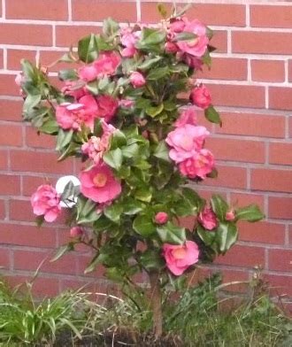 Tree, shrub, red flowers (summer early), medium green foliage. identification - What is this shrub-looking plant with ...