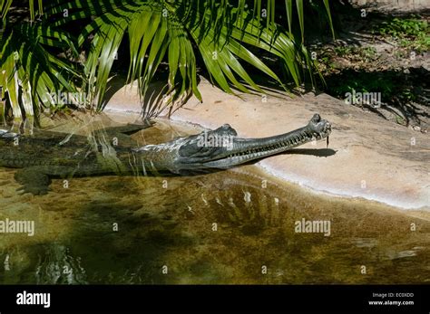 Captive Mature Male Indian Gharial Crocodile Gavialis Gangeticus With