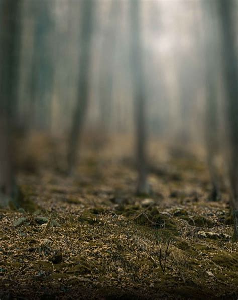 Foggy Effect Forest Blur Background Stock Image Download Mmp Picture