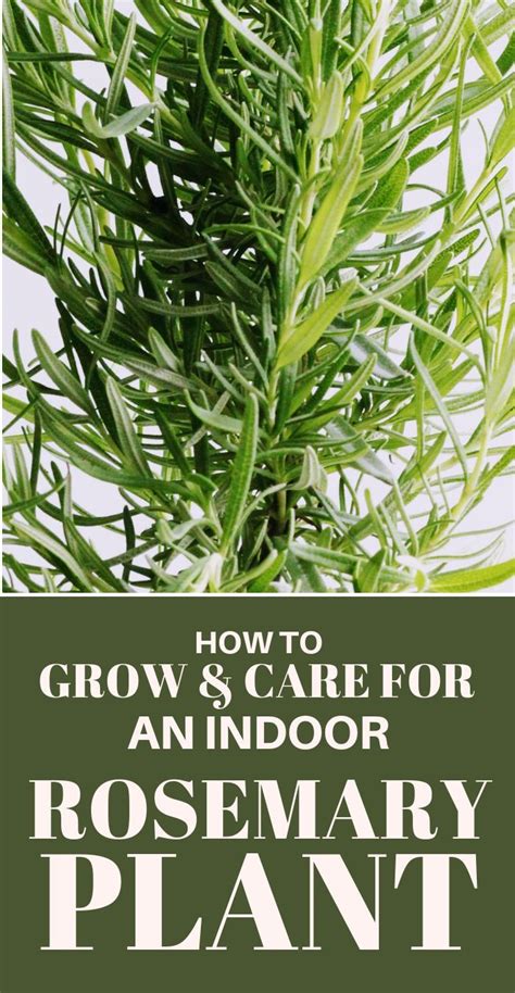 How To Grow And Care For An Indoor Rosemary Plant Rosemary Plant Rosemary Plant Care Growing