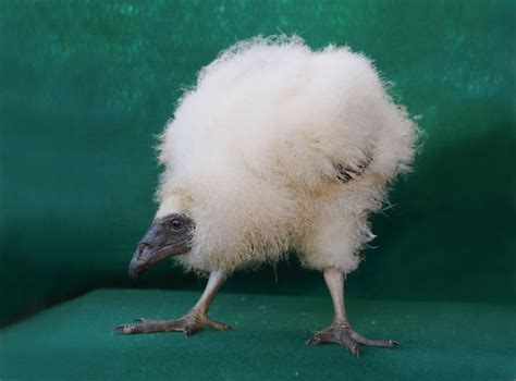 Turkey Vulture Baby Bobbie Hefner T21a4230 Version 2nshlvl115x8