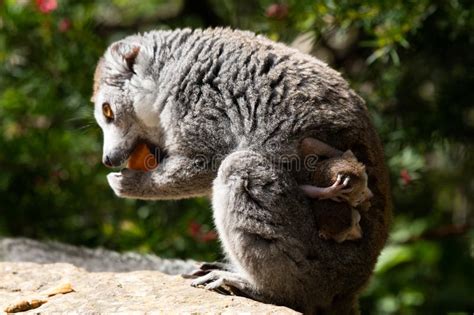 Crowned Lemur Twins Born At Bristol Zoo Uk Stock Image Image Of