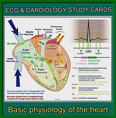 Best 25 Cardiac Anatomy Ideas On Pinterest Heart Anatomy Physiology