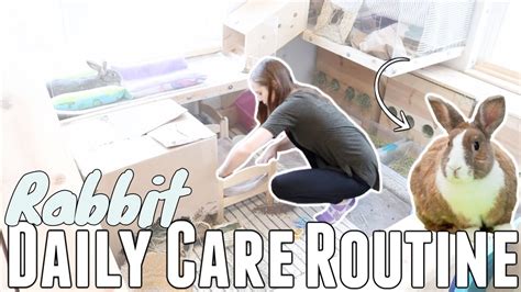 rabbit daily care routine 🐰 youtube