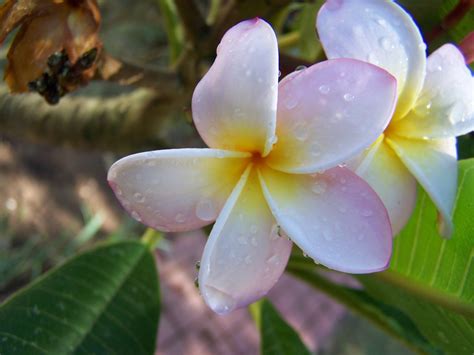 Flowers Nature Plumeria Wallpapers Hd Desktop And Mobile Backgrounds