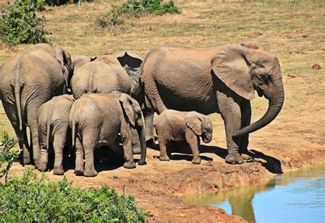 #african bush elephant #animals #bush #calf #ears #elephant #elephant