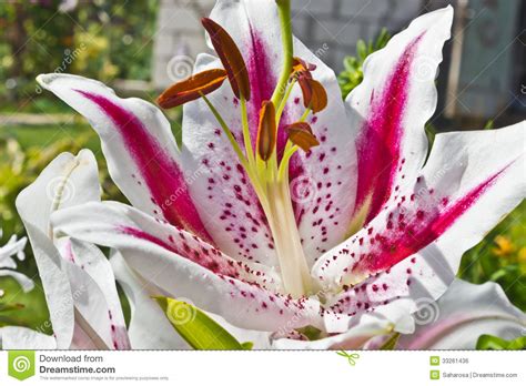 Tiger Lily Flower Royalty Free Stock Image Image 33261436