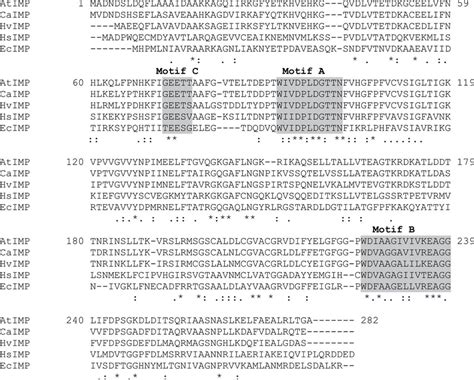 Multiple Alignments Of IMP Protein Sequences From Eukaryotic And