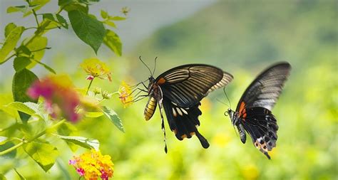 49 Bing Butterfly Wallpapers For Computer Wallpapersafari