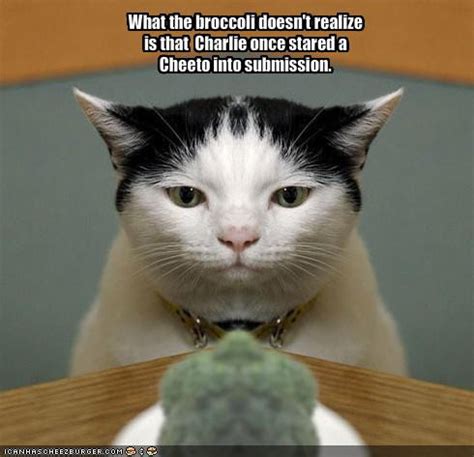 Funny cat pictures with captions tumblr topic. Funny Picture Clip: Collection of Funny Cat Pictures With ...
