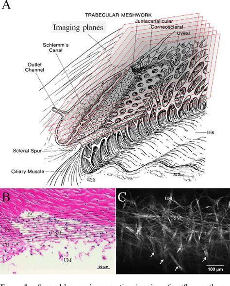 Figure 1 From Revisiting Ciliary Muscle Tendons And Their Connections