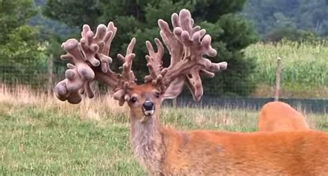 The Largest Whitetail Deer Rack Belongs To This Captive Buck Named