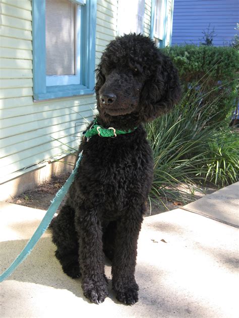 Although they are often known as the giant, they no poodle looks better wearing a bow tie than the black poodle! Turley the black standard poodle The Mascot/Shop Dog at ...