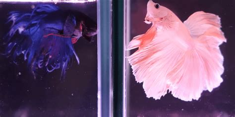 Male bettas can be more aggressive than their female counterparts. Can Male and Female Betta Fish Live Together? - Aquarium ...