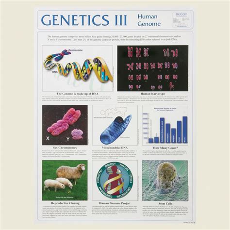 Genetics Iii Poster