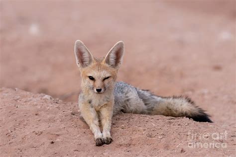 Cape Fox Adult At The Den Photograph By Tony Camachoscience Photo