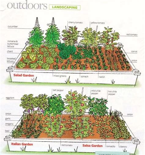 Vegetable Garden Layout And Ways To Improve My Garden Plant