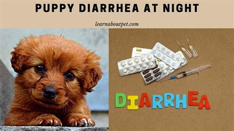 Puppy Diarrhea At Night 6 Menacing Reasons For Nighttime Diarrhea