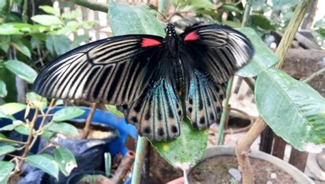 Gratis untuk komersial tidak perlu kredit bebas hak cipta. Gambar Hewan Kupu Kupu Tanpa Warna - Gambar Hewan