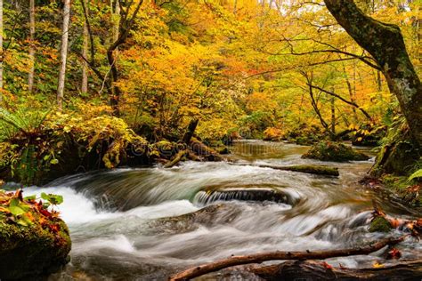 View Of Oirase Stream Flow Rapidly Over The Rocks In The Beautiful