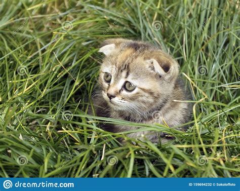 Portrait Of A Cute Kitten Scotish Fold Stock Photo Image Of Look