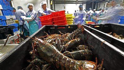 Less Us Lobster Processed In Canada Rci English