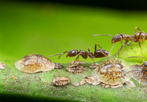 Argentine Ants Argentine Ant Control And Identification Vn