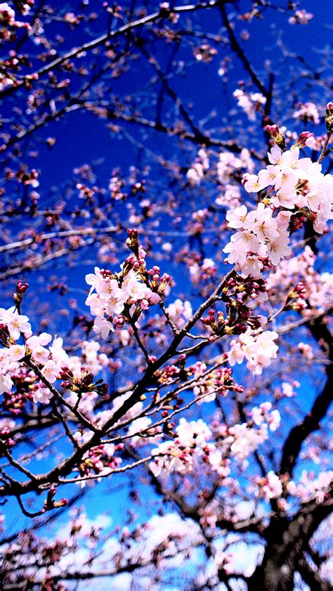 Cherry Blossoms The Iphone Wallpapers