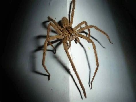 10 Most Dangerous Australian Spiders