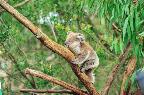 Exploring The Wonderful Habitat Of Koalas