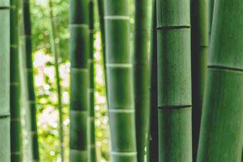 Is Bamboo Fabric Sustainable What To Look For And What To Avoid Brightly