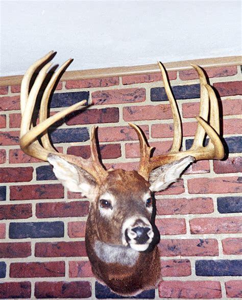 The Biggest Record Whitetail Deer From Every State Tactical Defense Usa