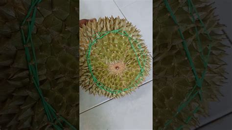 Durian malaysia yang terkenal selain durian hitam ada durian. Durian Duri Hitam Part 1 - YouTube