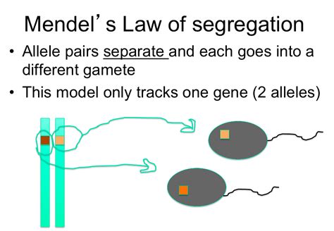 Mendel's law of independent assortment states the inheritance of one pair of factors ( genes ) is independent of the inheritance of the other pair. Law Of Segregation This is called mendel's law of Images ...