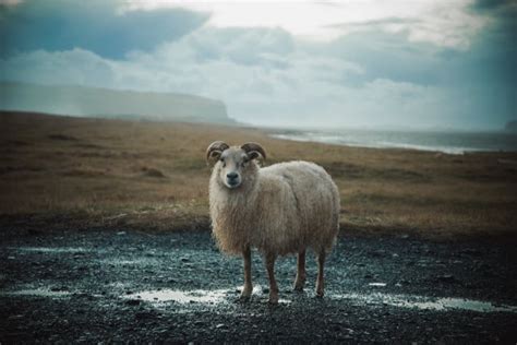 Icelandic Sheep Breed Information History And Facts