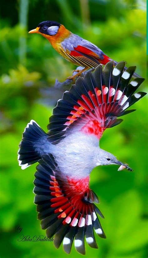 Majestic Beautiful Birds Most Beautiful Birds Rare Birds