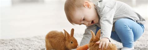 And £2,000 of vet fee cover per pet, on our premier policy. How much do rabbits cost to keep?