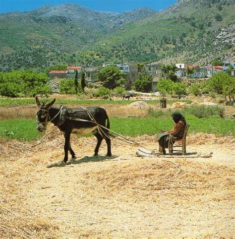 A Donkey In A Field In A Mountain Village In Crete Greece Crete