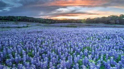 Blue Bell Flower Texas Best Flower Site