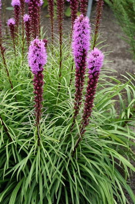 Liatris Spicata De Vroomen Garden Products Professional