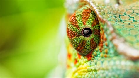 Wallpaper Chameleon Eyes 4k Animals 14987