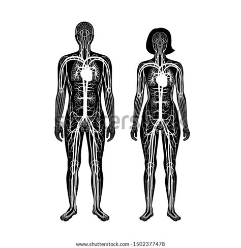 Vector Isolated Illustration Of Human Arterial And Venous Circulatory
