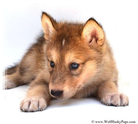 He gets along great with children and other pets. Wolf Husky Pups in California | Wolf Dog Cub Puppies For ...