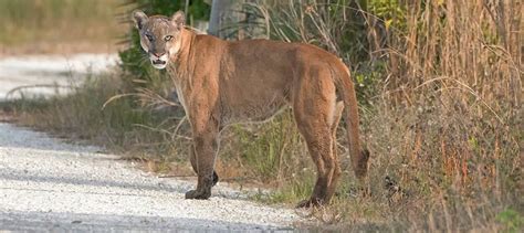 38 Florida Panther Habitat Range