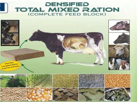 Total Mixed Rations Tmr A New Trends In Livestock Feeding